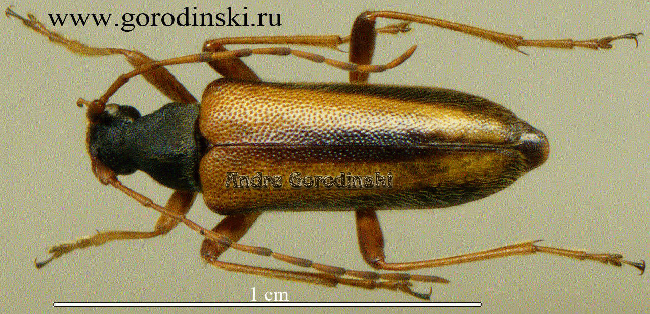 http://www.gorodinski.ru/cerambyx/Pidonia gibbicollis.jpg